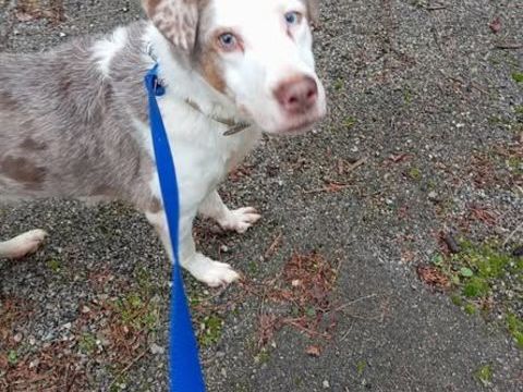 Chien LOLA &agrave; l adoption 100 84330 Caromb