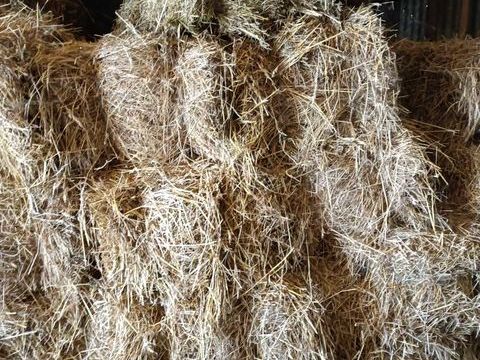 Foin &agrave;  vendre 25 49250 Beaufort-en-vall�e