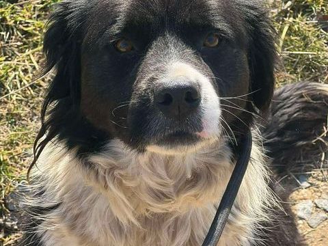 ARAP crois&eacute; border 5 ans 300 59300 Aulnoy-lez-valenciennes