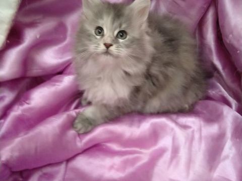 chatons femelles maine coon entieres 749 07600 Vals-les-bains