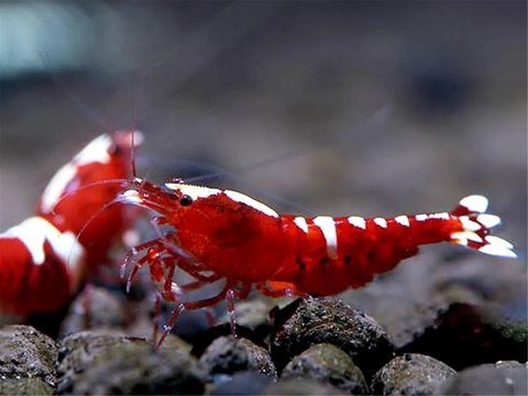 crevettes d'eau douce 0 38890 Montcarra