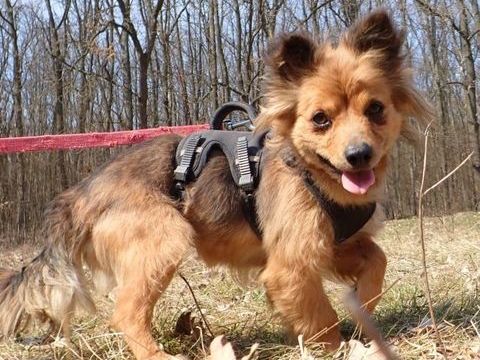 Salma &agrave; l'adoption 300 44000 Nantes