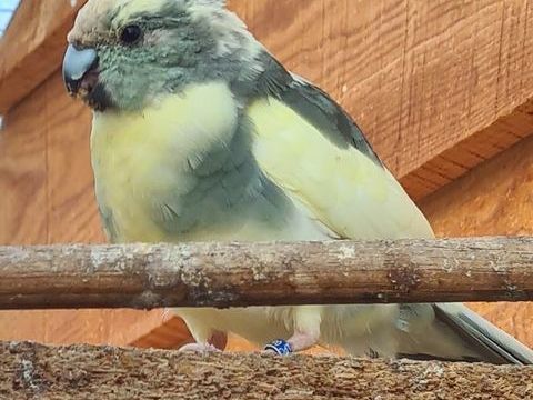 couple de kakariki 100 17240 Saint-ciers-du-taillon