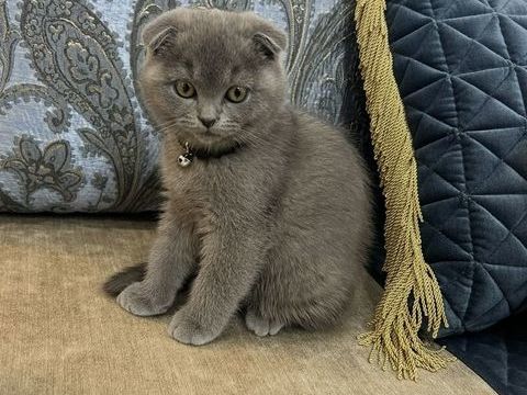 Minou cherche sa nouvelle famille 0 94310 Orly