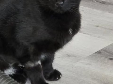 Chat CASSIE &agrave; l adoption 200 26260 Marg�s