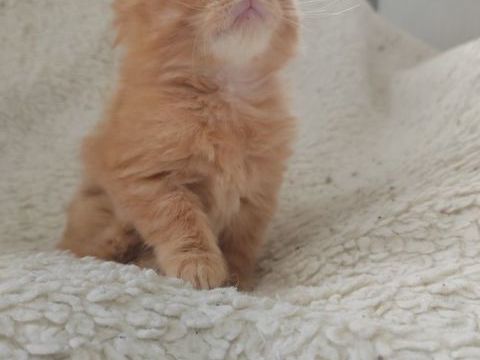 Chaton maine coon  800 74200 Marin