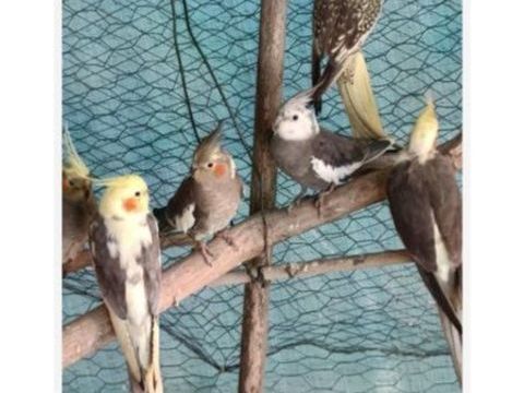 Calopsitte 35 33350 Saint-philippe-d'aiguille