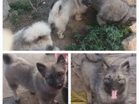 Magnifiques SPITZ Allemand Loup 1000 36120 Pruniers