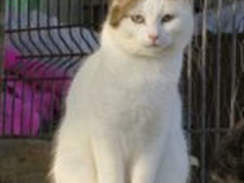 LADY femelle blanche et tigr&eacute;e 11 ans 150 24600 Ribérac