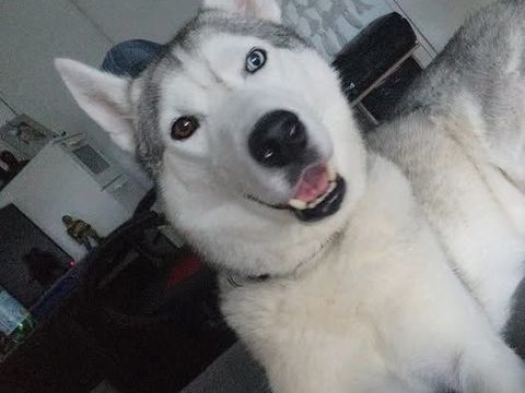 Chien ASLAN à l adoption 210 38500 Voiron