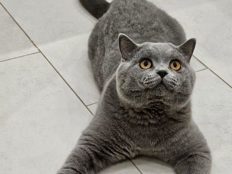 Propose british shorthair excl lign&eacute;es LOOF bleu saillies 0 54000 Nancy