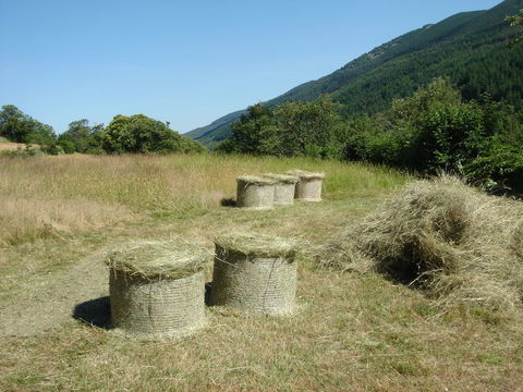 Foin des Cévennes 10 30000 Nmes