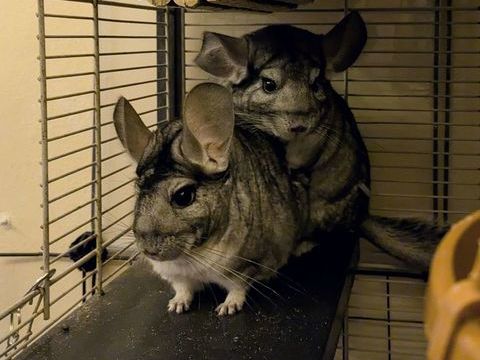 Ekoko & Kolash 120 44000 Nantes