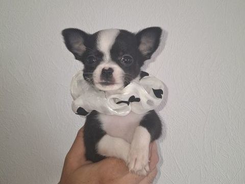 CHIOTS CHIHUAHUA DISPONIBLES A LA RÉSERVATION ? 950 55500 Ligny-en-barrois