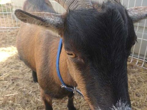 BILLYX, magnifique bouc nain à l'adoption 50 44170 Abbaretz