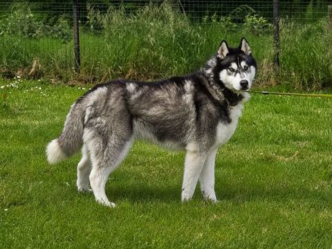 BOJKA husky 4 ans 280 59300 Valenciennes