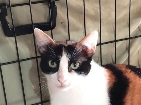 ROMA 220 95610 �ragny