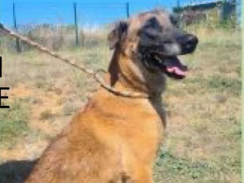SULTAN, malinois 8 ans 0 34000 Montpellier