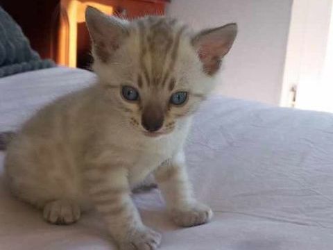 R&Eacute;SERVER
Magnifique chaton Bengal m&acirc;le Snow Lynx 1450 78990 �lancourt