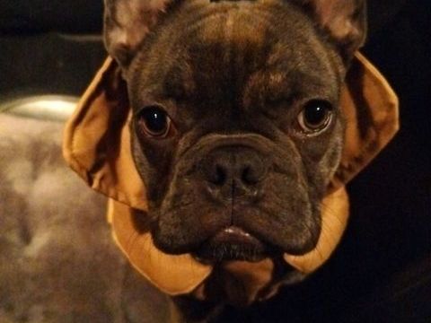 Saillie Bouledogue francais 180 21120 Til-ch�tel