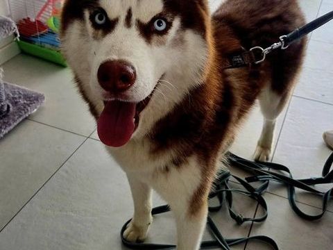 Kaito Husky 1 an A ADOPTER 300 11000 Carcassonne