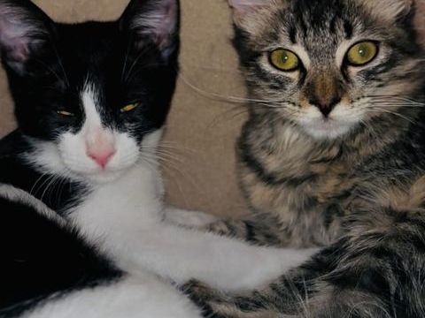 Chatons à l'adoption 190 40000 Mont-de-marsan