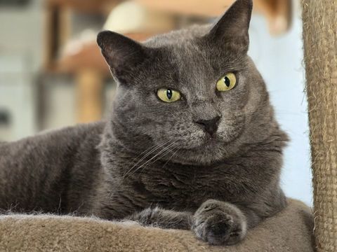 GINA 210 60000 Beauvais