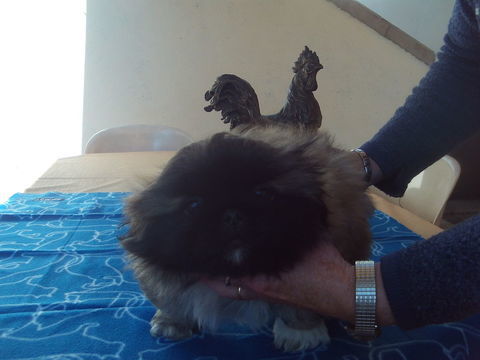 très beaux chiots pekinois lof
issus lignée multi champions
2000 01100 Oyonnax