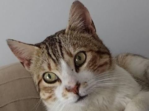 KEVIN 230 27620 Gasny