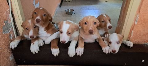 adorables chiots  podenco &agrave; reserver 220 24140 Douville