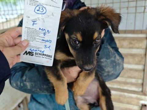 Tanaka à l'adoption 320 89000 Auxerre