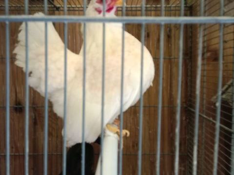 Serama type Europ&eacute;en 40 56350 Rieux