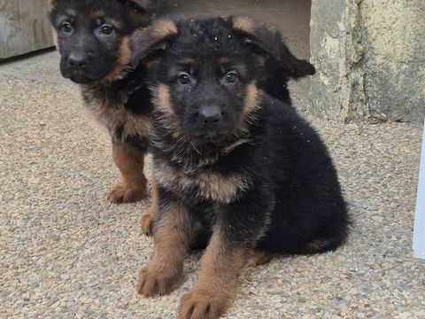 Chiots berger allemand 800 85260 Les brouzils
