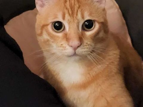 SPECULOOS 200 35132 Vezin-le-coquet