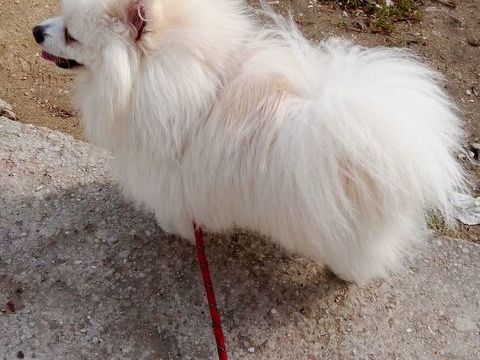 Spitz 1200 77000 Melun