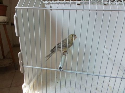 Disponible  jeunes canaris.  2026. 20 93290 Tremblay-en-france