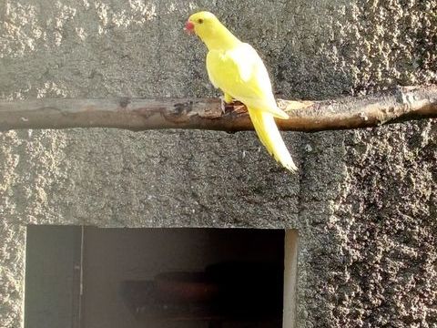 Oiseaux perruches colliers jaune 100 85130 Saint-aubin-des-ormeaux