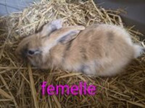   LAPIN BÉLIER  