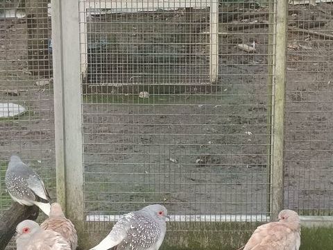 Colombe diamant 3 35340 Liffr�