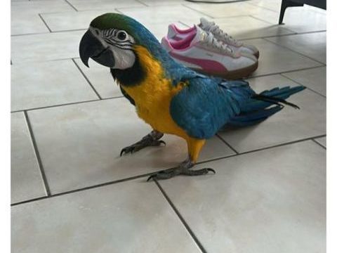 Ara ararauna  &eacute;lev&eacute; &agrave;  la main 1500 27450 Saint-�tienne-l'allier