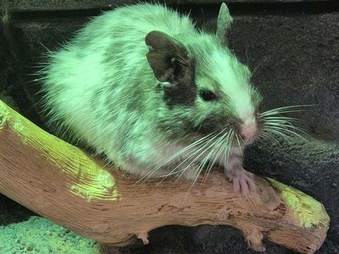 Octodons 0 77230 Saint-mard