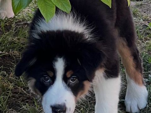 Chiots berger australien sevrés 1400 74270 Menthonnex-sous-clermont