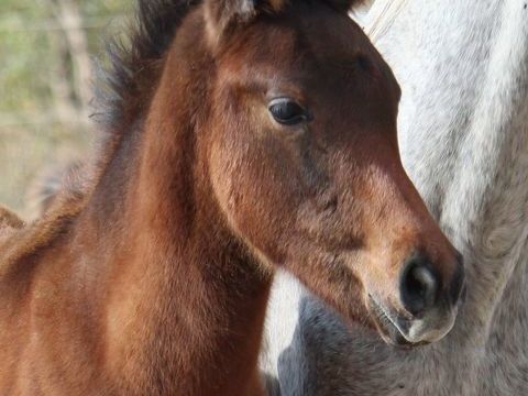 HAZYM AL RIUS, un magnifique poulain PSAR 4000 11800 Saint-frichoux