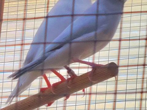 couple Padda de java 40 31270 Villeneuve-tolosane