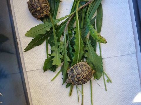 2 tortues de terre n&eacute;es en ao&ucirc;t 2025  50 30670 Aigues-vives