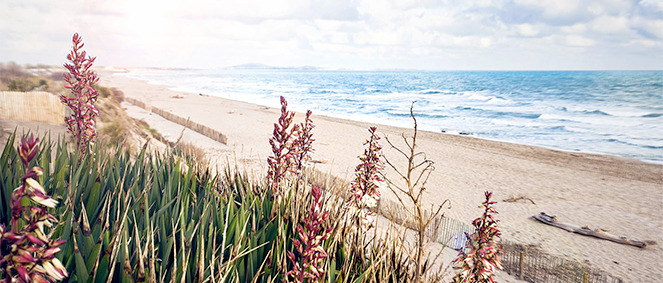 Agence RISE IMMOBILIER Portiragnes