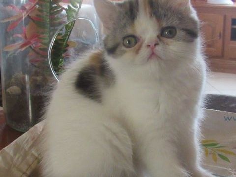 MAGNIFIQUE CHATON FEMELLE EXOTIC SHORTHAIR LOOF 800 43100 Javaugues