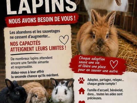 Recherche adoptants 0 34750 Villeneuve-lès-maguelone