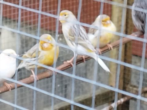 Canaris 20 30000 Nîmes