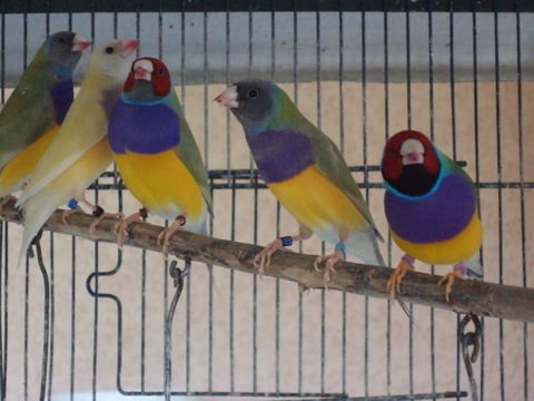 canari couleur 35 11000 Carcassonne